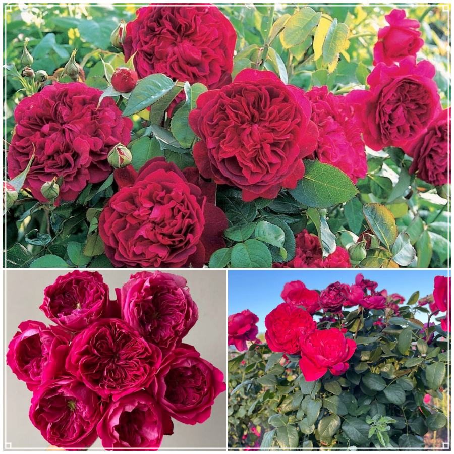 Alain Souchon róża wielkokwiatowa